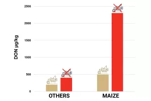 Comparatif labour et non-labour sur la teneur en DON du blé