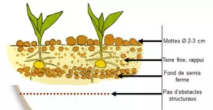 La culture du maïs implique la présence de petites mottes en surface avec une terre fine dans les premiers centimètres du sol
