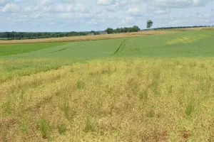 aphanomyces affectant la rotation des cultures de pois dans les champs