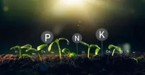 Besoins en éléments nutritifs du sol : azote, phosphore, potassium