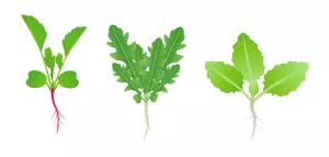 crucifères cultures intermédiaires radis roquette choux pour la rotation des cultures