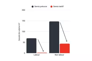 Effet date semis vulpine