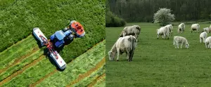 minimum tillage advantages grassland with cows managing weed control