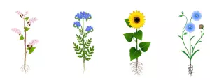d'autres familles utilisées comme cultures intermédiaires fixant les nitrates dans le cadre de la rotation des cultures