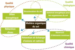 La matière organique est vitale pour la stabilité physique, chimique et biologique du sol.