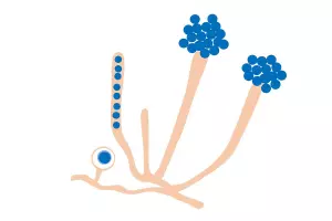 illustration scientifique de la moisissure aphanomyces