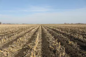 meticulously field prepared for strip-till farming showcasing alternating bands of tilled and untilled soil