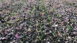 Seeding a multi-species cover crop with the AUROCK seed drill and SH hopper