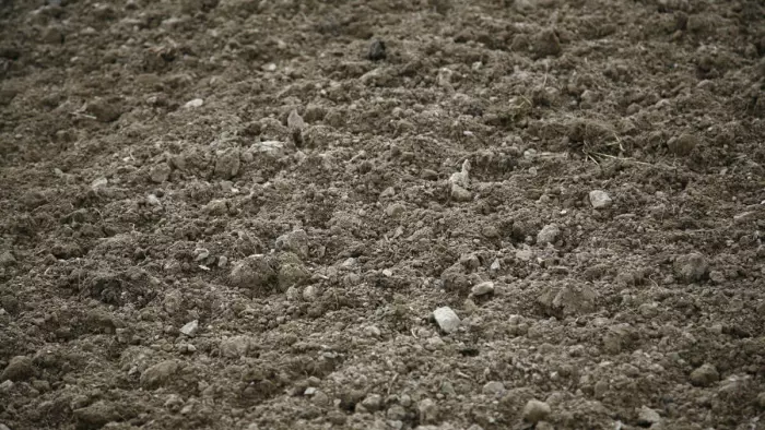 close-up view of light brown, dry soil, punctuated by small rocks scattered throughout