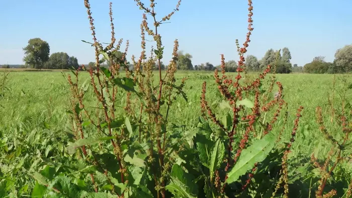Rumex obtusifolius dans un champs