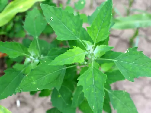 Gros plan chenopode blanc