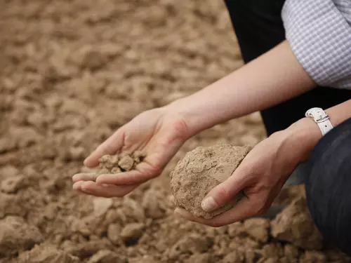 a clump of dry, crumbly soil in hands against a backdrop of a soil field