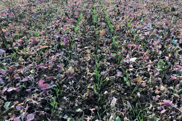 Deux espacements inter-rangs disponibles avec le semoir traîné pour semis direct ou agriculture de conservation AUROCK