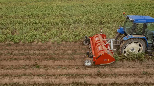 Le broyeur BFP 320 assure un broyage fin des fanes de pommes de terre, qu'il dépose entre les buttes.