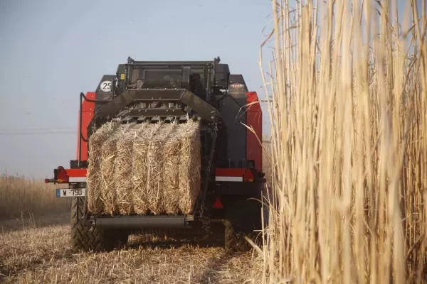 Le broyage grossier des résidus par le broyeur WS 320 BIO facilite l'andainage et le pressage des cultures énergétiques