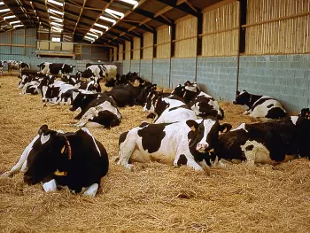 Paillage des Désileuses Pailleuses Distributrices tout fourrage ALTOR synonyme de bien-être animal