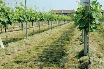 Photo de l'herbe déposée sur le rang par le broyeur SDS