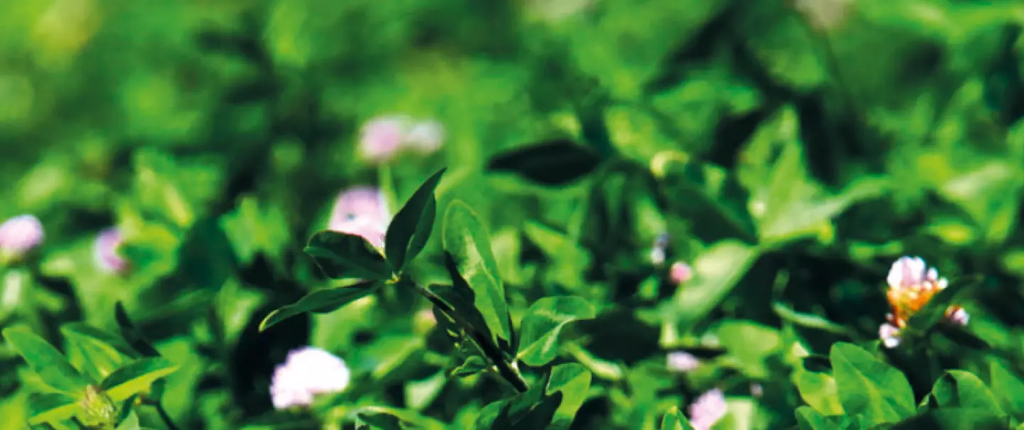 Plantes