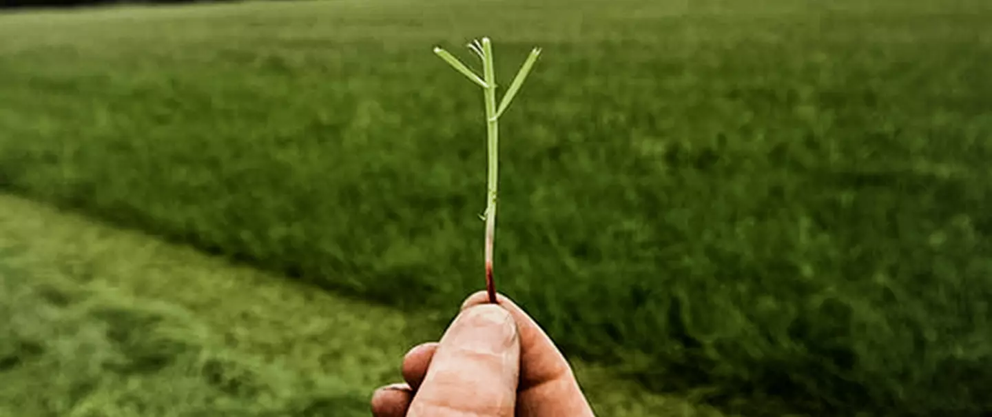 Photo illustrant la hauteur de coupe idéale pour une meilleure repousse