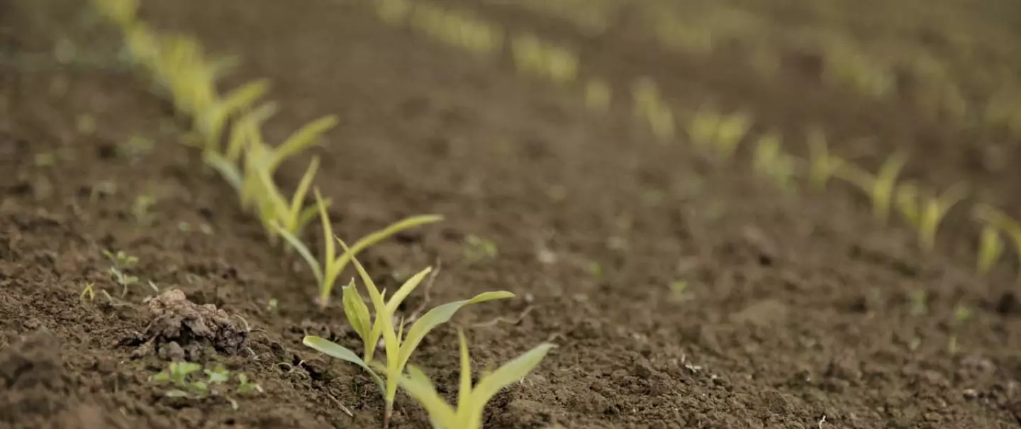 Vue sur champs de pousse de 3 feuilles de maïs