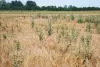 A golden wheat field with scattered green weeds growing throughout the mature grain crop, set against a backdrop of dense trees under an overcast sky.