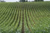 Des rangées de jeunes cultures vertes poussent de manière bien alignée dans un champ cultivé, avec des passages de terre entre chaque rang de plantation et des arbres visibles à l'arrière-plan.