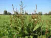 Rumex obtusifolius dans un champs